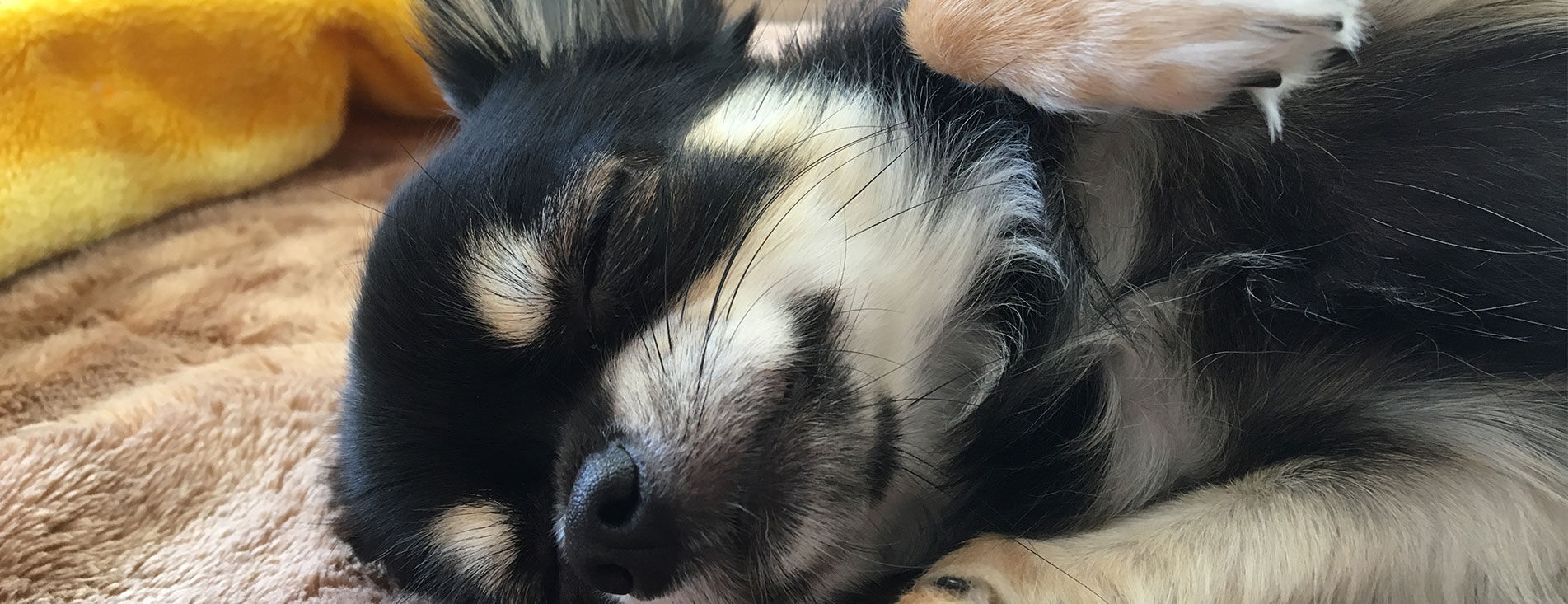 犬専門のペットホテル