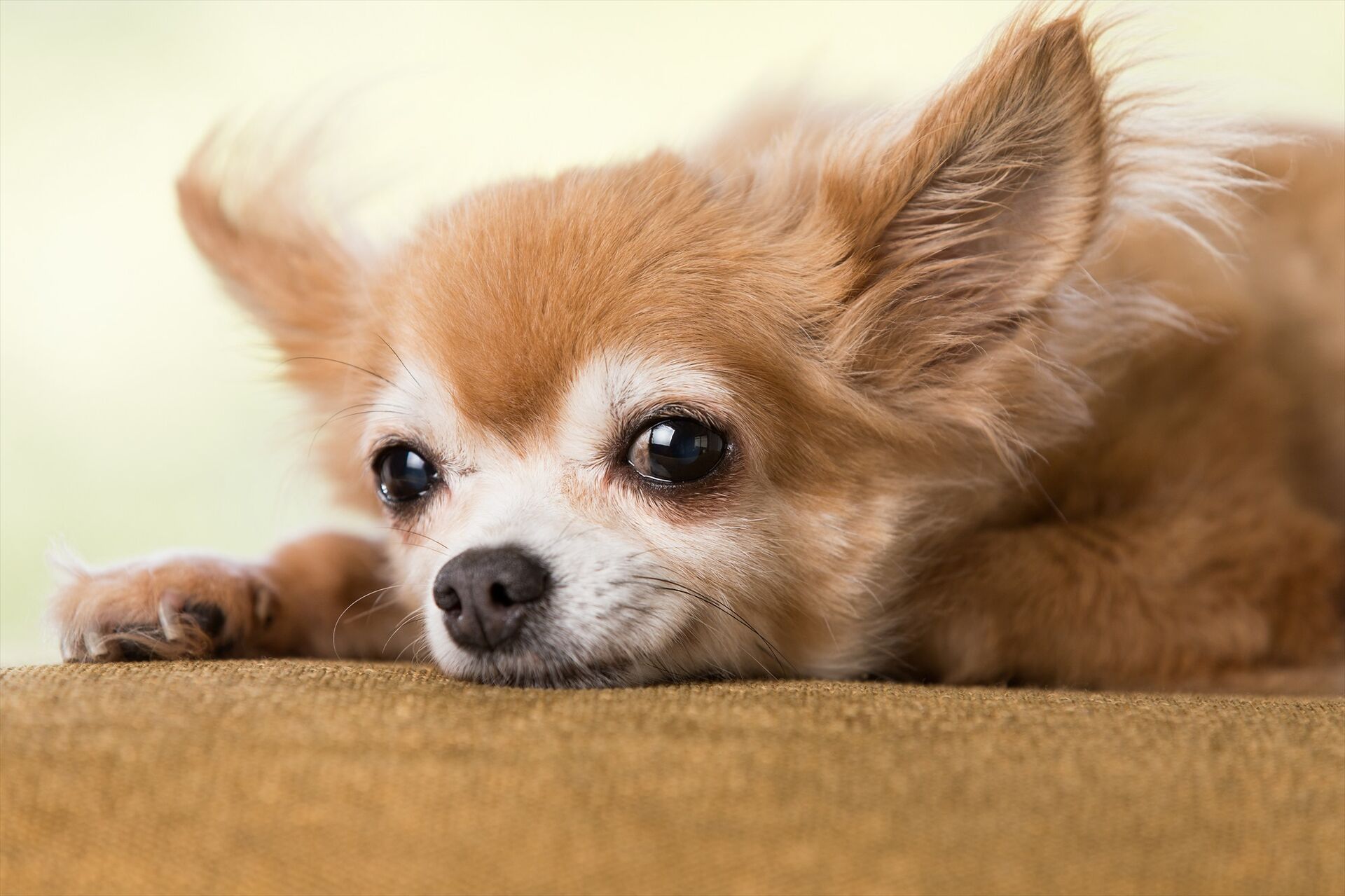AdobeStock_219617529
