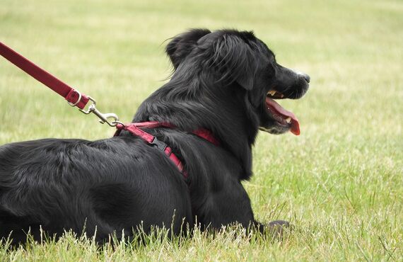 名古屋で中型犬も利用できるペットホテルをお探しの方におすすめです