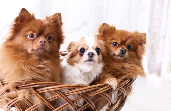 名古屋で長期間の利用ができるペットホテルをお探しの方におすすめです