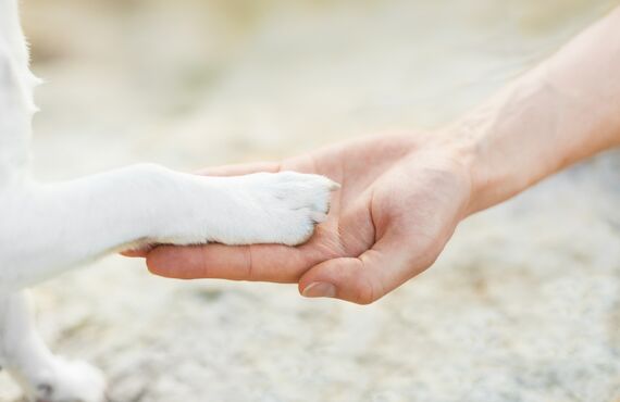 名古屋で犬の幼稚園の無料体験ができますのでぜひお試しください