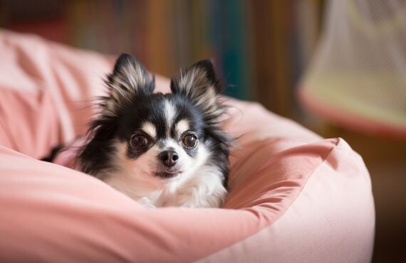 名古屋で小型犬が利用できる犬の幼稚園として運営しています