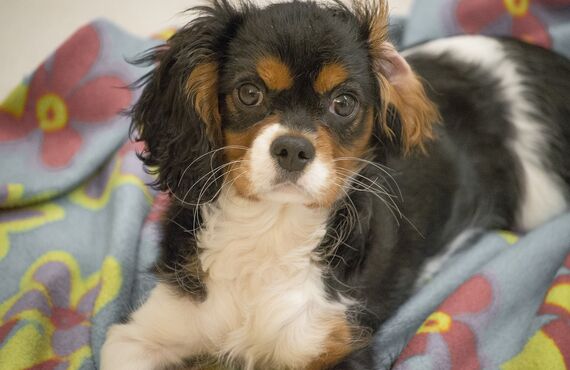 名古屋にある犬の幼稚園は中型犬も利用できますのでお試しください