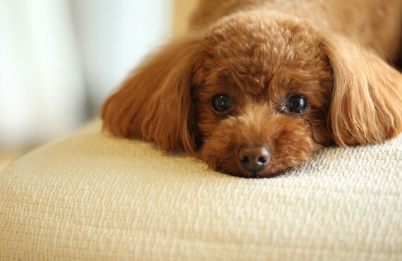 名古屋で小型犬が安心して過ごせる犬の幼稚園を運営しております