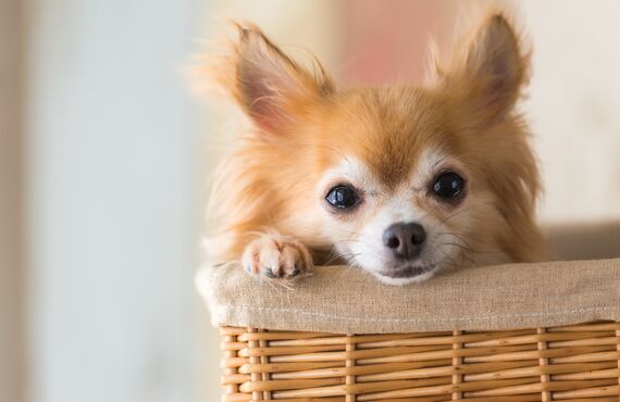 名古屋で子犬から利用できる犬の幼稚園をお探しの方はぜひご相談ください