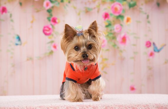 名古屋で犬のペットホテルをお探しならwanroom