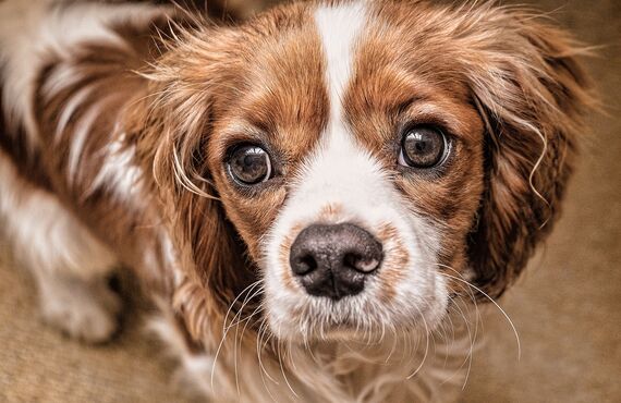 犬の幼稚園ではいろいろなゲームをして遊びます