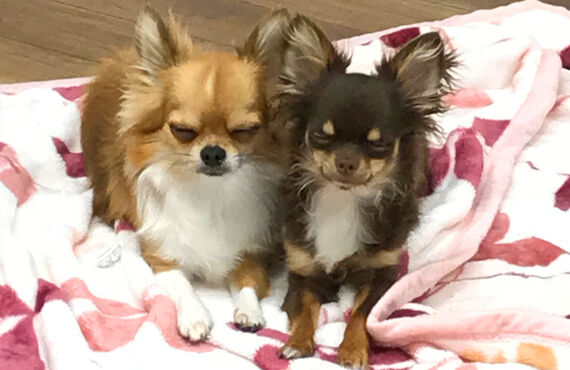 名古屋市で遊べるペットホテルwanroom