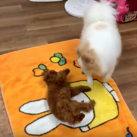 犬の画像