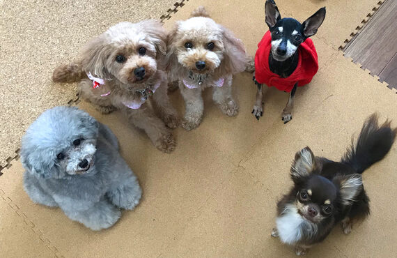 名古屋でお預かり犬の幼稚園をお探しならwanroom