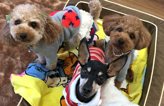 名古屋市で犬の預かりをお探しの方はwanroomへどうぞ