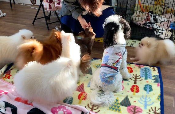 名古屋でペットホテル、犬の幼稚園をお探しの方はwanroomまでどうぞ