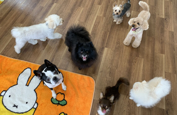 安心で楽しい　名古屋市のペットホテルwanroom