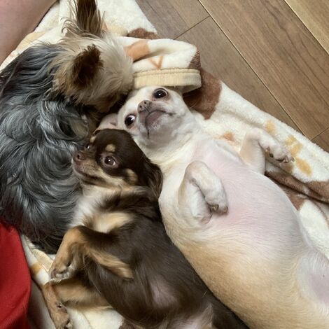 犬の画像