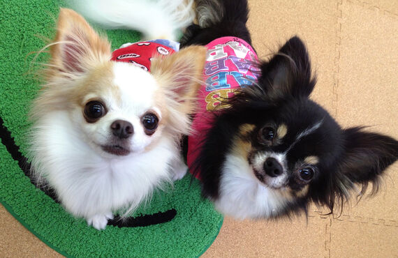 名古屋市　楽しい犬の幼稚園wanroom